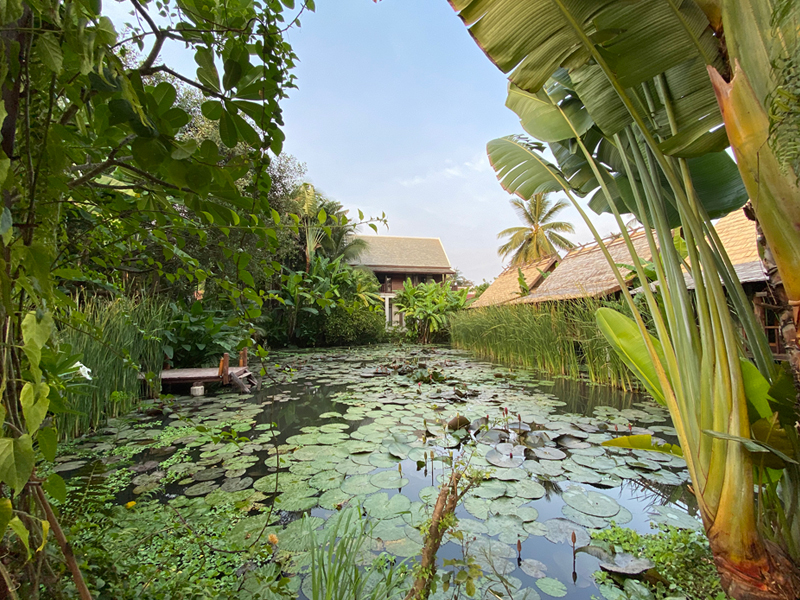 Lily pond at Maison Dalabua and Manda de Lao